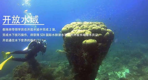 逐浪八閩 海藍時見鯨，一年四季的潛水詩篇